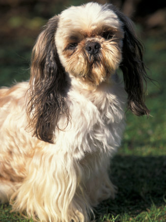 need pictures of shih tzu haircuts - Pet forum for dogs cats and humans