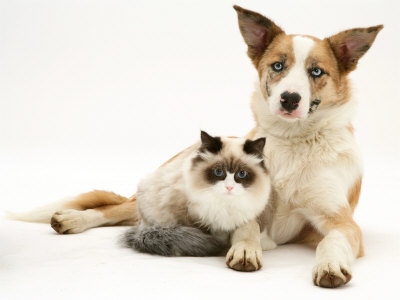 puppies and kittens cuddling. Fluffy Kitten Cuddled up with