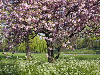 cherry tree blossom art. Cherry Tree, in Blossom,