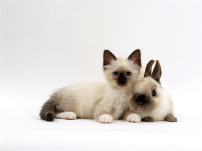 Two netherland dwarf rabbits Images Two netherland dwarf rabbits Images