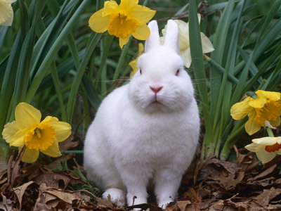neverland dwarf rabbits. Netherland Dwarf Rabbit,