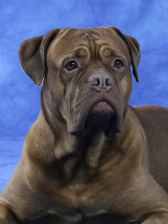 Bordeaux Dog Premium Poster Bordeaux Dog Premium Poster