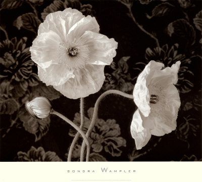 Poppy IV Print Poppy IV Print