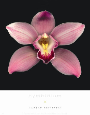 Cymbidium Print Cymbidium Print