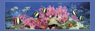 Under the Sea Print Under the Sea Print
