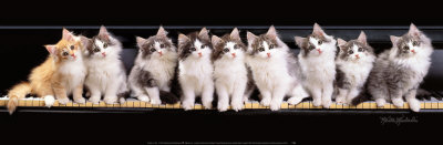 Klassical Kittens Print Klassical Kittens Print