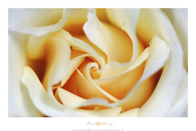Rose Study Print Rose Study Print