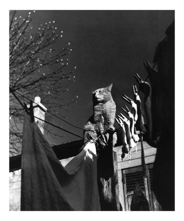 Dans la Cours, c.1954 Print Dans la Cours, c.1954 Print