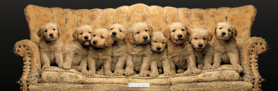 "Golden Pup Line-Up" Print