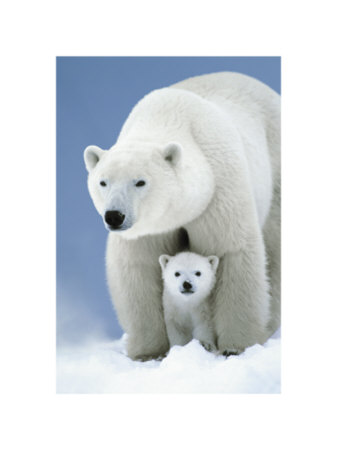 Polar Bears Print Polar Bears Print
