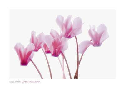 Cyclamen Print Cyclamen Print