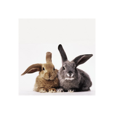 Rabbits Print Rabbits Print