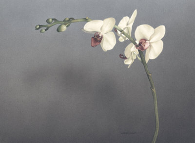 Orchid II Print Orchid II Print