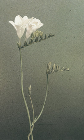 Freesia I Print Freesia I Print