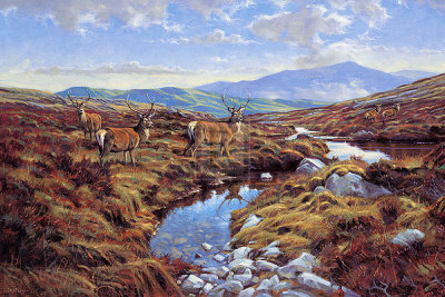 Stags Print