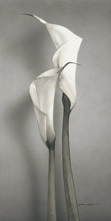 Twin Callas II Print Twin Callas II Print