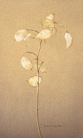 Lunaria Study II Print Lunaria Study II Print