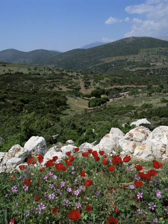 Flowers and Landscape, Greece Stretched Canvas Print