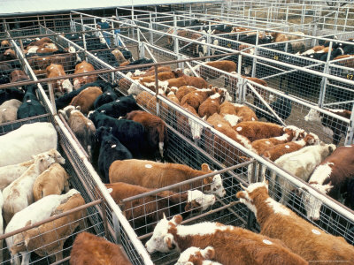 Feedlot