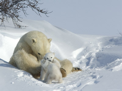 thorsten-milse-polar-bear-ursus-maritimus-mother-with-twin-cubs-wapusk-national-park-churchill-manitoba.jpg