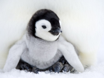 thorsten-milse-emperor-penguin-chick-aptenodytes-forsteri-snow-hill-island-weddell-sea-antarctica.jpg