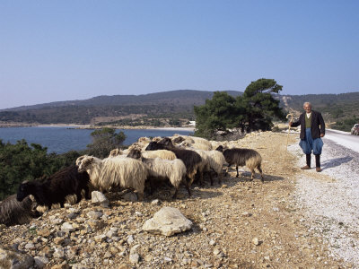 shepherd and sheep. Shepherd and Sheep, Island of