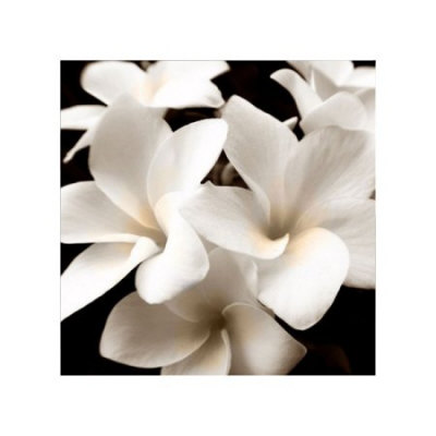 Plumeria View Limited Edition Plumeria View Limited Edition