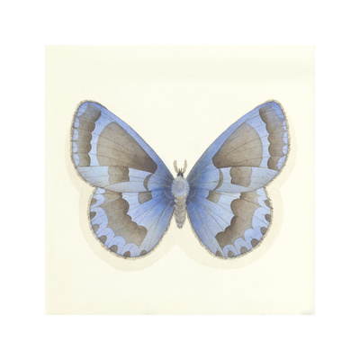 Butterfly VII Limited Edition Butterfly VII Limited Edition
