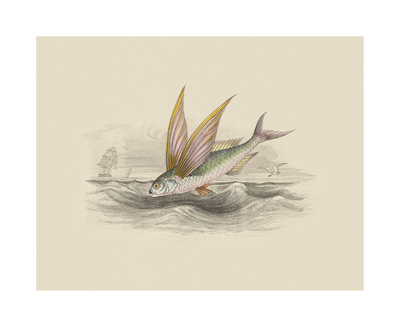 Flying Fish II Limited Edition Flying Fish II Limited Edition