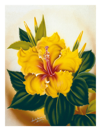 Hawaiian Yellow Hibiscus, c.1940s Print Hawaiian Yellow Hibiscus, c.1940s Print