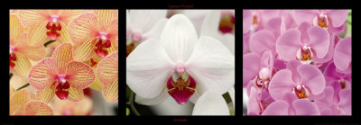 Orchids Print Orchids Print