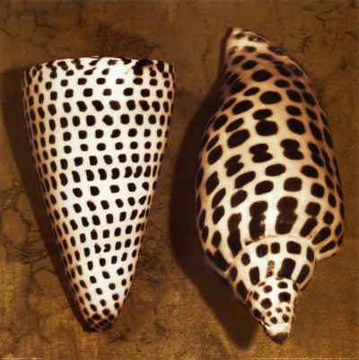 Cone Seashell Mounted Print Cone Seashell Mounted Print