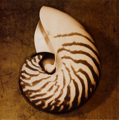Nautilus Mounted Print Nautilus Mounted Print
