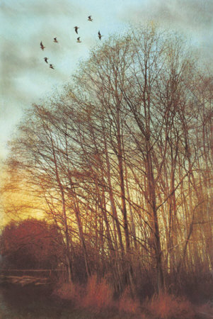 Winter Light II Print Winter Light II Print