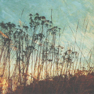Wild Grass I Print Wild Grass I Print