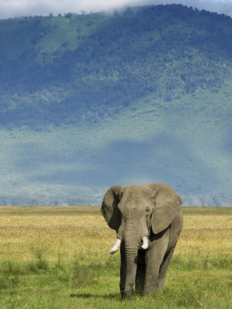 African Elephant, Ngorongoro Crater, Arusha, Tanzania Photographic Print