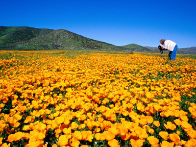 California+poppy+fields+location