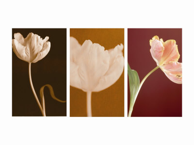 Dancing Tulips Triptych Premium Poster Dancing Tulips Triptych Premium Poster