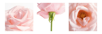 Pink Rose Triptych Premium Poster Pink Rose Triptych Premium Poster