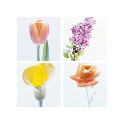Pastel Stems Four Patch Premium Poster Pastel Stems Four Patch Premium Poster
