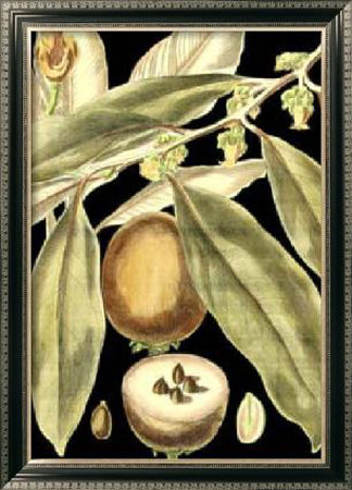 Tranquil Tropical Leaves IV Framed Print Tranquil Tropical Leaves IV Framed Print