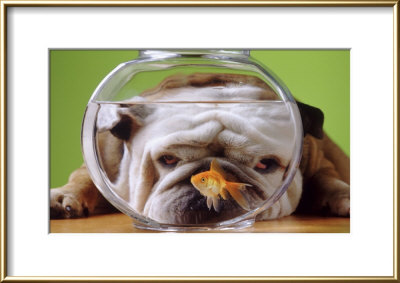 The Odd Couple Framed Print The Odd Couple Framed Print