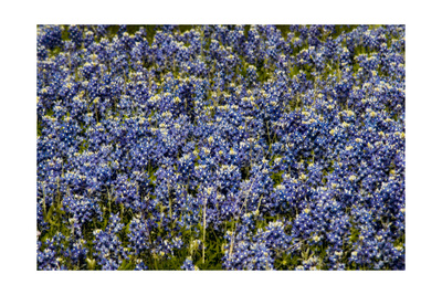 Bluebonnets 1 Photographic Print Bluebonnets 1 Photographic Print