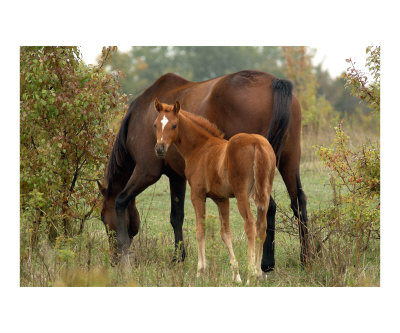 Curious Colt Photographic Print Curious Colt Photographic Print