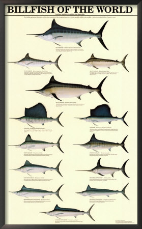 Billfish of the World Framed Print Billfish of the World Framed Print