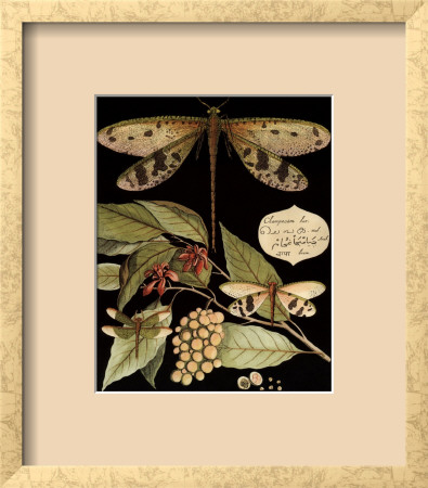 Whimsical Dragonfly on Black I Framed Print Whimsical Dragonfly on Black I Framed Print