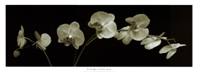 Orchid Spray Print Orchid Spray Print