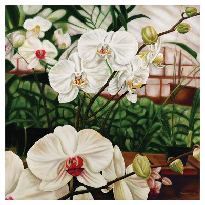 Moth Orchid Giclee Print Moth Orchid Giclee Print