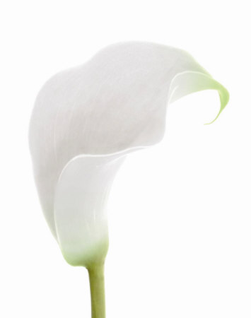 White Calla Lily Print White Calla Lily Print