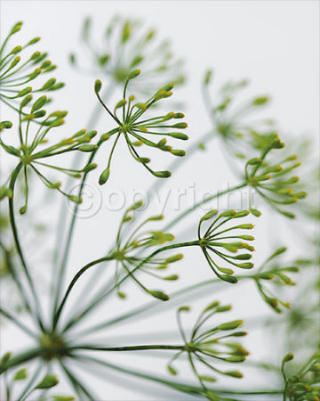 Fennel Print Fennel Print